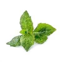 Véritable Lingot Máta klasnatá