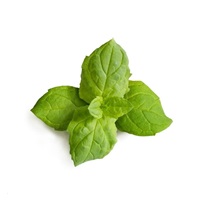 Véritable Lingot Marocká máta - BIO