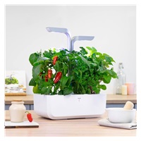 Véritable Lingot Jalapeno pálivé chilli