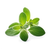 Véritable Lingot Majoránka - BIO