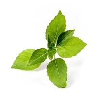 Véritable Lingot Citronová bazalka - BIO