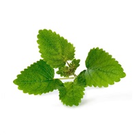 Véritable Lingot Meduňka lékařská - BIO