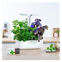 Véritable Lingot Meduňka lékařská - BIO