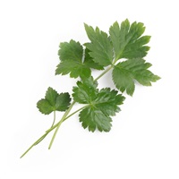 Véritable Lingot Japonská petržel Mitsuba